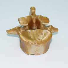 PEEK-Medical-Research-2